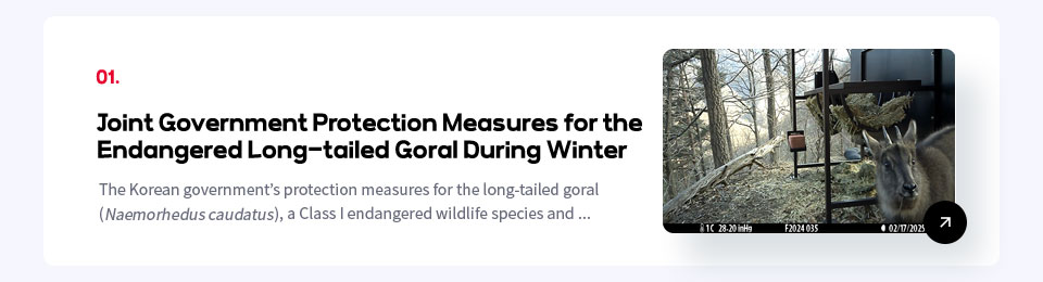 01. Joint Government Protection Measures for the
Endangered Long-tailed Goral During Winter/The Korean government's protection measures for the long-tailed goral, a Class I endangered wildlife species and ...